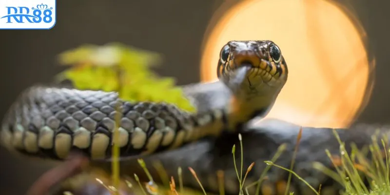 Nằm mơ thấy rắn đánh số mấy để trúng?